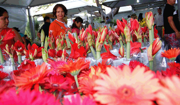 8 Festival Nacional das Flores termina neste domingo em Cuiab