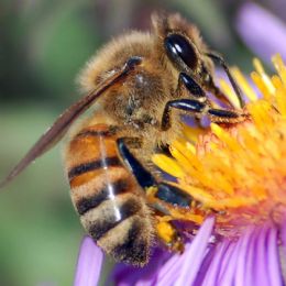 Desaparecimento de abelhas pode prejudicar produo de frutos no Brasil, diz especialista