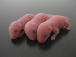 Foto mostra roedores criados com espermatozoides de clulas-tronco