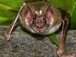 Vtimas de derrame so tratadas com saliva de morcego na Gr-Bretanha
