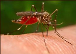Casos de malria caem 27% em MT no primeiro semestre