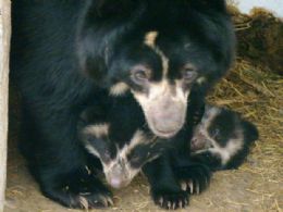 Pesquisadores do Peru querem saber mais sobre o urso-de-culos