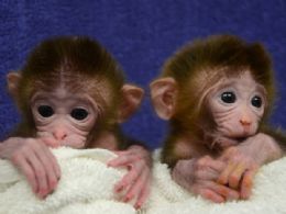 Nascem nos EUA primeiros macacos feitos a partir de mistura de embries