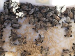 Cerca de 90 tartarugas nascem em praia da Paraba