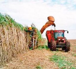 Produo de cana dever alcanar mais um recorde este ano no Brasil