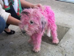 Cadela  abandonada no lixo e tem corpo pintado de rosa no RS