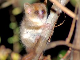Espcies recm-descobertas em Madagascar j correm risco, diz WWF