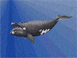 Restam apenas oito fmeas de espcie ameaada de baleias