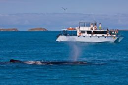 Turistas podem ver baleias jubarte no litoral baiano nos prximos meses