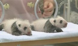 Pandas gmeos nascem em cativeiro no Japo