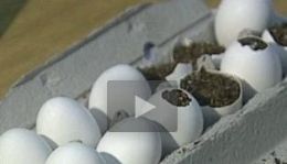 'Ela estava nervosa', diz policial sobre jovem que levava maconha em ovos