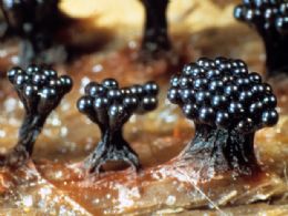 Cientista revela beleza escondida dos fungos em fotos