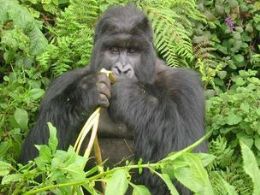 Populao de gorilas de montanha aumenta na frica Central