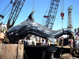 O tubaro-baleia pescado no Paquisto tem 12 metros de comprimento e pesa aproximadamente sete toneladas