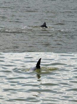 Equipes acham espcie rara de golfinho em rea isolada da Indonsia
