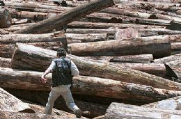 MMA divulga queda no desmatamento nos biomas Amaznia e Cerrado