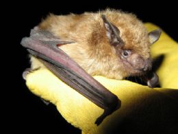 Hibernao ajuda morcegos a viver mais aps contrair raiva, diz estudo