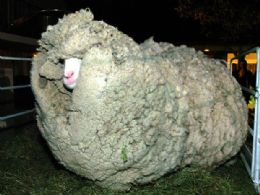 Famosa ovelha 'Shrek' morre na Nova Zelndia