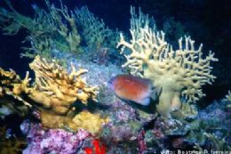 Especialistas preveem que recifes de corais desapaream