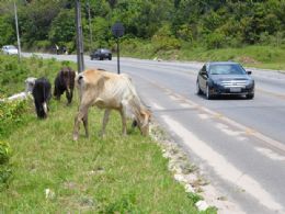 Vacas comem s margens de pista e colocam motoristas em risco na PB