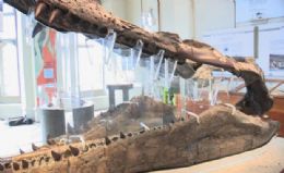 Museu expe pela 1 vez crnio de predador marinho 'mais temido' da Terra