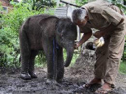 Beb elefante abandonado por manada  resgatado na ndia