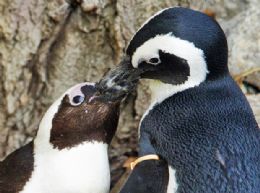 Zoo do Canad vai separar pinguins gays para tentar reproduo