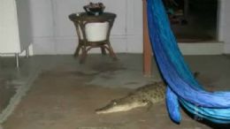 Famlia australiana levou um susto aps encontrar crocodilo de 1,7 metro na sala de estar