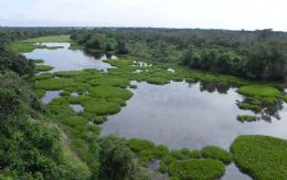 Cerrado e Pantanal registram queda no desmatamento, afirma governo