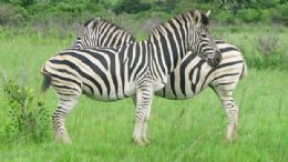 Listras das zebras servem para espantar insetos, afirma pesquisa