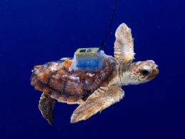 GPS no casco revela jornada de 7 mil km de tartarugas-marinhas-bebs