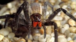 Picada de aranha brasileira peluda provoca ereo de quatro horas