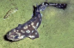 Tubaro da espcie Bythaelurus giddingsi encontrado nas Ilhas Galpagos