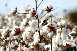 Produo do algodo cai 30% em Mato Grosso, aponta Conab