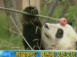 China inaugura centro de pesquisa para preservar urso panda
