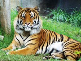 Tigre mata companheiro e reduz indivduos de espcie em extino