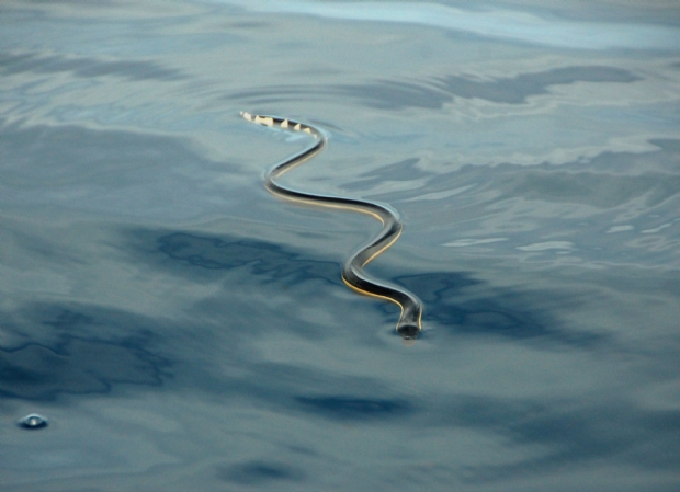 Mulher relata ter sido arrastada por cobra para dentro de lago em Mato Grosso