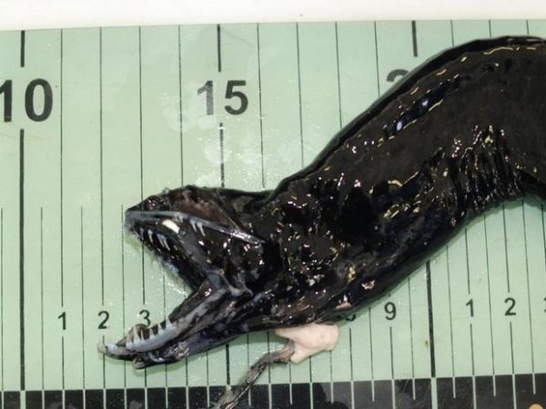 Expedio registra criaturas de partes remotas do oceano