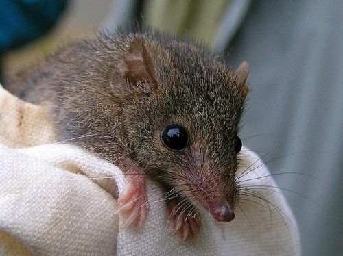 Descobertas espcies de rato que faz 'orgias' de 14 horas e morre