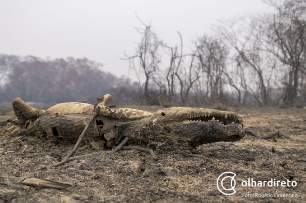 Aps ano de tragdia ambiental, poder pblico e privado se articulam para prevenir incndios no Pantanal