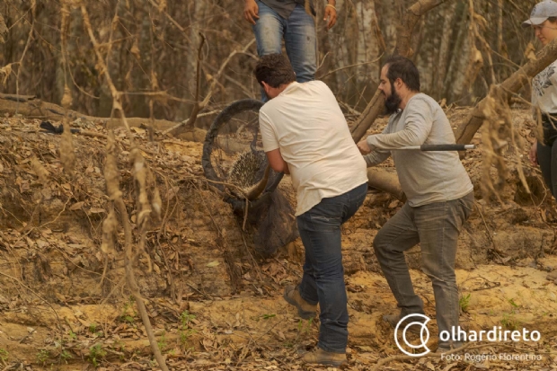 Imagens mostram luta de fora-tarefa para resgatar animais feridos no Pantanal;  veja 