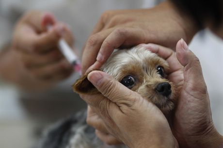 Mais de 34 mil ces e gatos so vacinados contra a raiva no DF