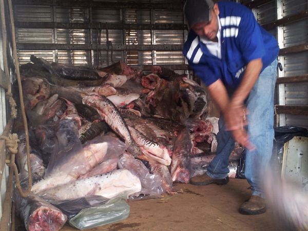 Quase duas toneladas de pescado so apreendidos durante piracema