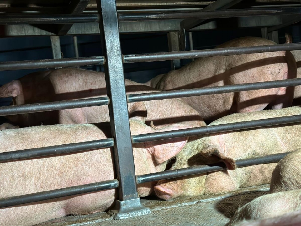 Caminho carregado de porcos vivos tomba na BR-070 e populao saqueia animais; veja vdeo