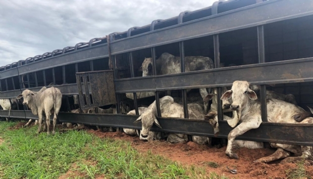 Carreta com mais de 60 bois vivos tomba e animais se espalham pela pista