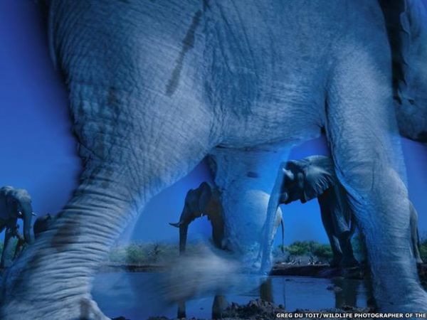 Fotgrafo capta 'essncia' de elefantes e vence prmio sobre vida selvagem