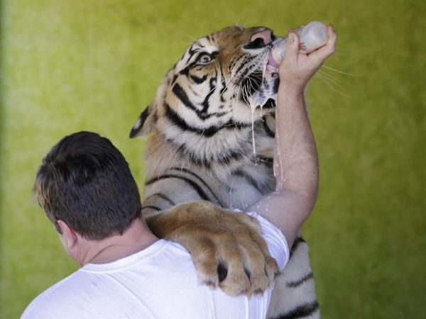 PR: famlia trava batalha na Justia para manter tigres em casa