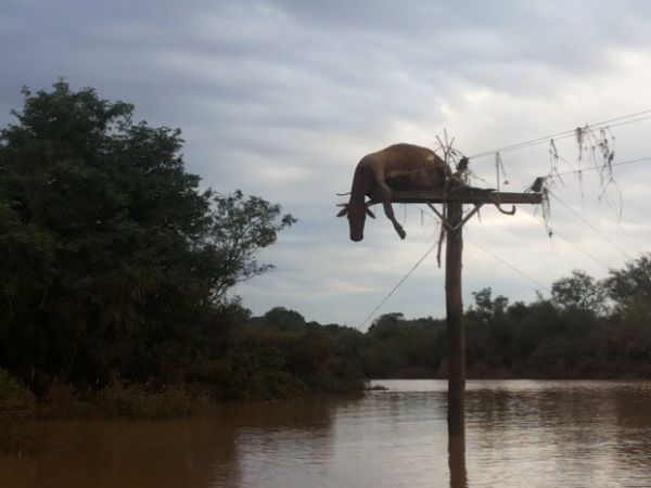 Aps cheia do Rio Uruguai, vaca fica pendurada em poste em So Borja