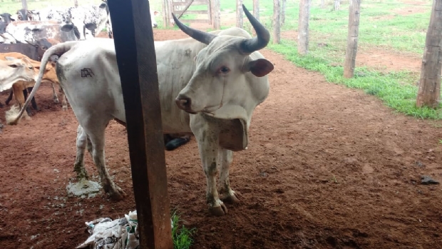 Polcia recupera R$ 200 mil em cabeas de gado furtadas de fazenda