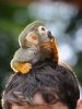 O macaco-esquilo Charles Darwin foi fotografado com um ar de 'pensador' enquanto passeava na cabea de seu dono em julho de 2011 em Berlim, na Alemanha. O flagrante foi feito por Jens Kalaene (Foto: AFP)
